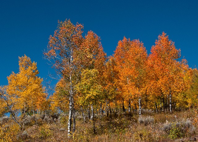 Orange Aspens 7510 - Copy.jpg